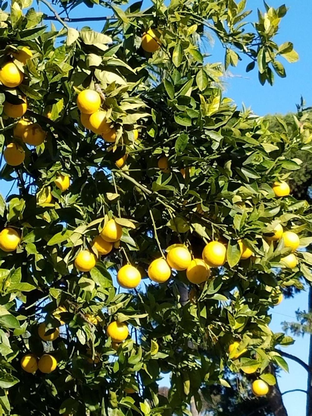 lemon-tree